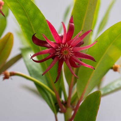 Image showing  4 in. Illicium Scorpio, 3-Pack