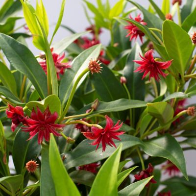 Image showing  4 in. Illicium Scorpio, 3-Pack