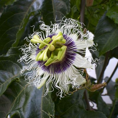 Image showing  4 in. Passion Fruit Poppin' Passion, 3-Pack