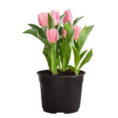 6 in. Spring Bulb