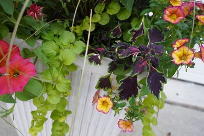 Image showing 5 gal. Annual Potted Live Plant