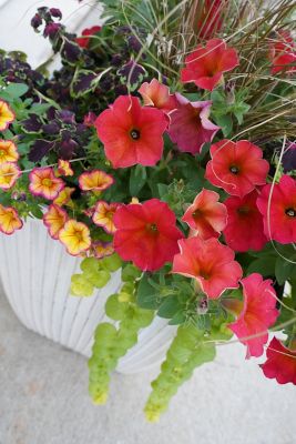 Image showing 5 gal. Annual Potted Live Plant