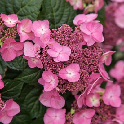 Image showing  1 gal. Hydrangea Pop Star Shrub