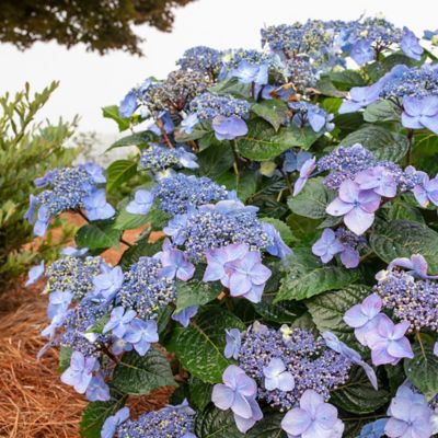 Image showing  1 gal. Hydrangea Pop Star Shrub