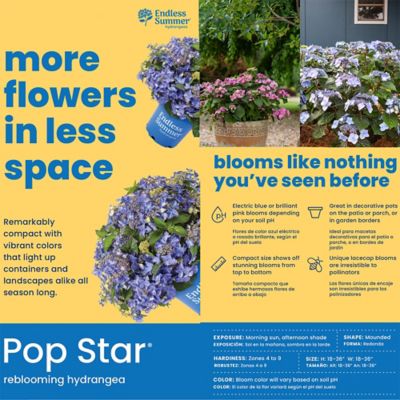 Image showing 5 th Endless Summer 1 gal. Hydrangea Pop Star Shrub