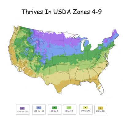 Image showing 6 th Endless Summer 1 gal. Hydrangea Pop Star Shrub