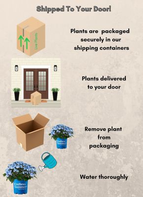 Image showing 7 th Endless Summer 1 gal. Hydrangea Pop Star Shrub