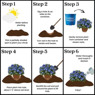 Image showing 8 th Endless Summer 1 gal. Hydrangea Pop Star Shrub