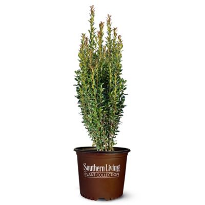 Baucom's Nursery 1 gal. Holly Red Sky Shrub