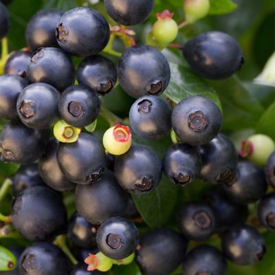 Image showing  2 gal. Blueberry BerryBux Shrub