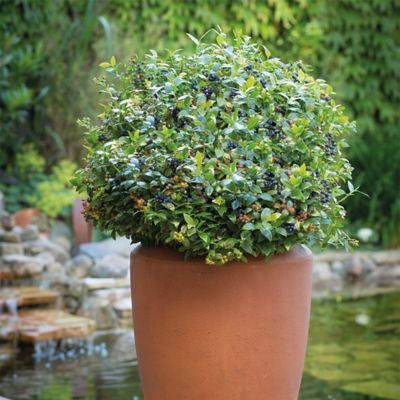 Image showing  2 gal. Blueberry BerryBux Shrub
