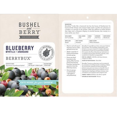 Image showing  2 gal. Blueberry BerryBux Shrub