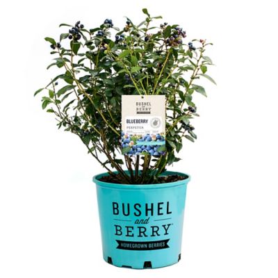 Bushel and Berry 2 gal. Blueberry Perpetua Shrub