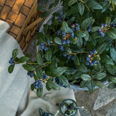 Image showing  2 gal. Blueberry Perpetua Shrub