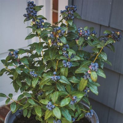 Image showing  2 gal. Blueberry Perpetua Shrub