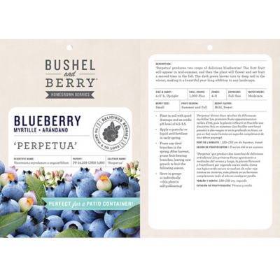Image showing  2 gal. Blueberry Perpetua Shrub