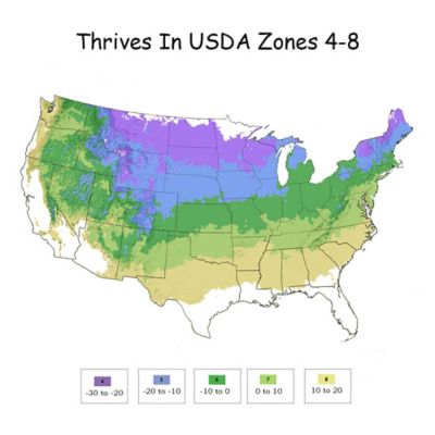 Image showing  2 gal. Blueberry Perpetua Shrub
