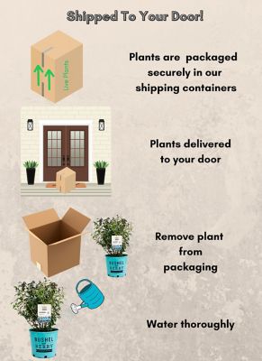 Image showing 5 th Bushel and Berry 2 gal. Blueberry Perpetua Shrub
