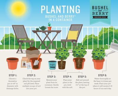 Image showing 7 th Bushel and Berry 2 gal. Blueberry Perpetua Shrub