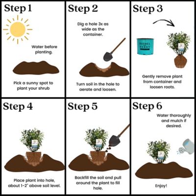Image showing 8 th Bushel and Berry 2 gal. Blueberry Perpetua Shrub