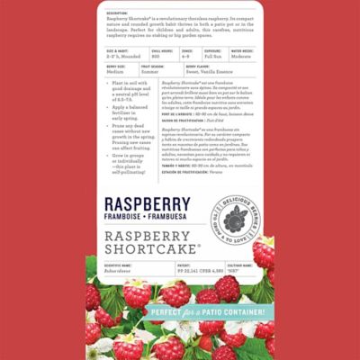 Image showing  2 gal. Raspberry Shortcake Shrub