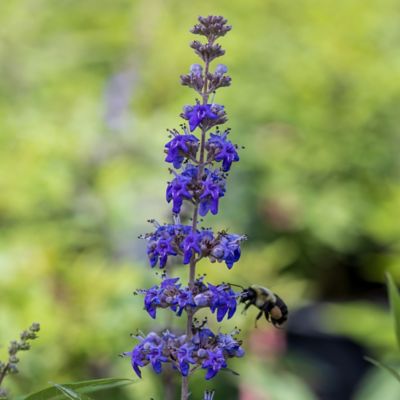 Image showing  2 gal. Vitex Queen Bee Shrub, 18352