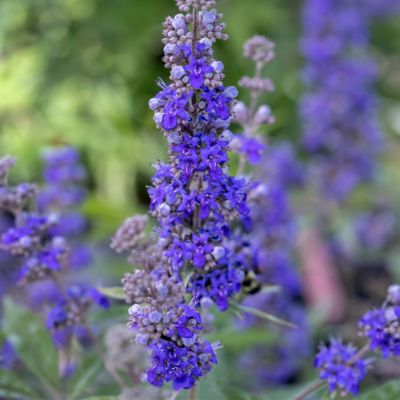 Image showing  2 gal. Vitex Queen Bee Shrub, 18352