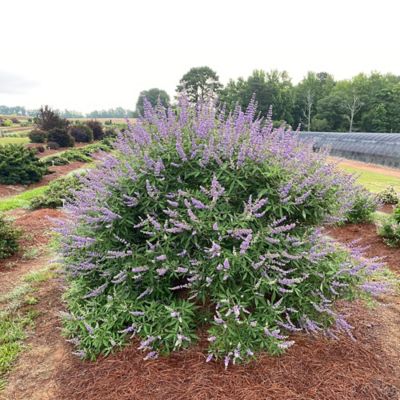 Image showing  2 gal. Vitex Queen Bee Shrub, 18352