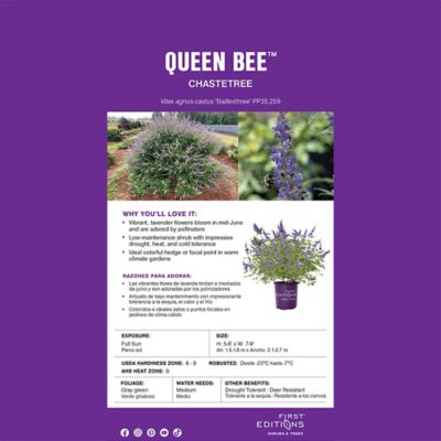 Image showing  2 gal. Vitex Queen Bee Shrub, 18352