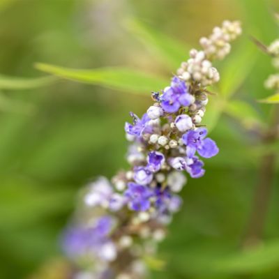 Image showing  2 gal. Vitex Violet Mist Shrub