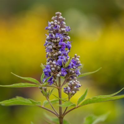 Image showing  2 gal. Vitex Violet Mist Shrub