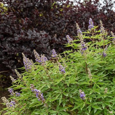 Image showing  2 gal. Vitex Violet Mist Shrub
