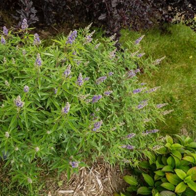 Image showing  2 gal. Vitex Violet Mist Shrub