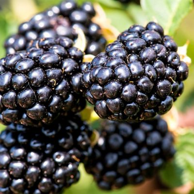 Image showing  2 gal. Blackberry Taste of Heaven Shrub