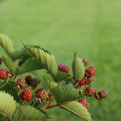 Image showing  2 gal. Blackberry Taste of Heaven Shrub