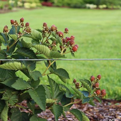 Image showing  2 gal. Blackberry Taste of Heaven Shrub