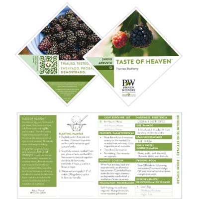 Image showing  2 gal. Blackberry Taste of Heaven Shrub