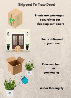 Image showing 6 th Proven Winners 2 gal. Blackberry Taste of Heaven Shrub