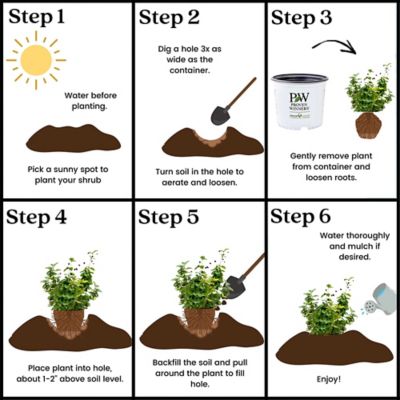 Image showing 7 th Proven Winners 2 gal. Blackberry Taste of Heaven Shrub