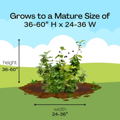 Image showing 8 th Proven Winners 2 gal. Blackberry Taste of Heaven Shrub