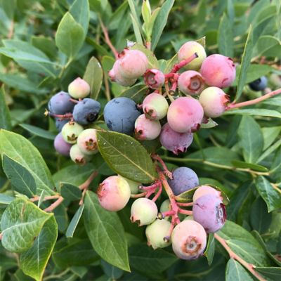 Image showing  2 gal. Blueberry Splendid Blue Shrub