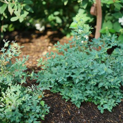 Image showing  2 gal. Blueberry Splendid Blue Shrub