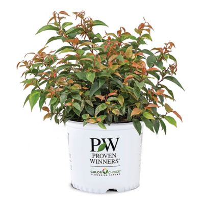Proven Winners 2 gal. Doghobble Paisley Pup Shrub