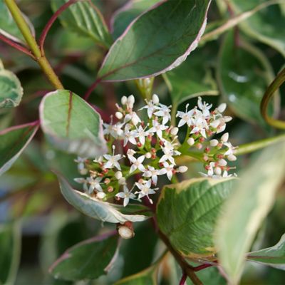 Image showing  2 gal. Dogwood Sgt Pepper Shrub