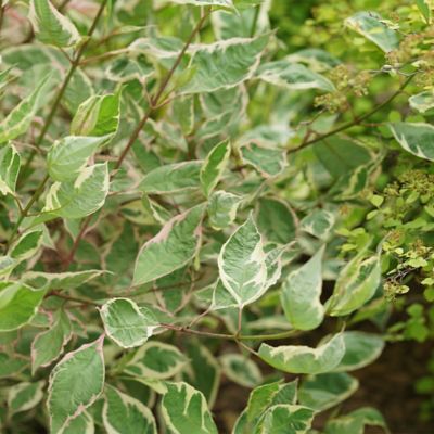 Image showing  2 gal. Dogwood Sgt Pepper Shrub