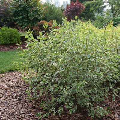 Image showing  2 gal. Dogwood Sgt Pepper Shrub
