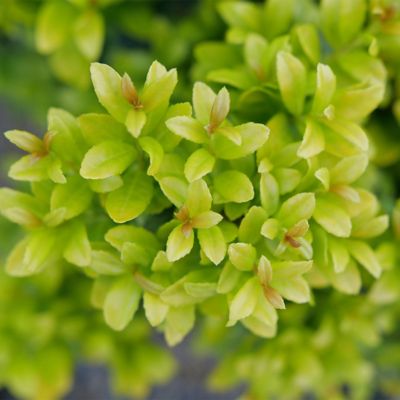 Image showing  2 gal. Holly Glow Pop Shrub