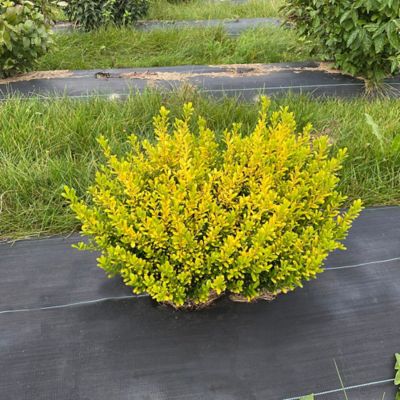 Image showing  2 gal. Holly Glow Pop Shrub
