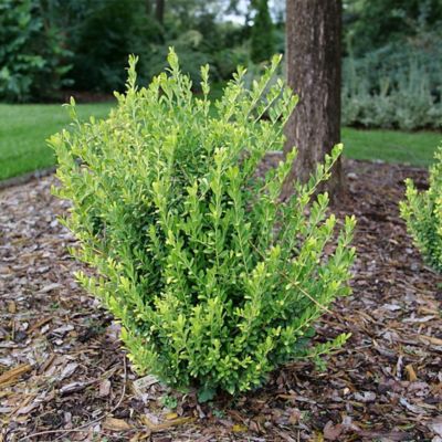 Image showing  2 gal. Holly Glow Pop Shrub