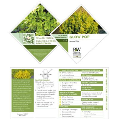 Image showing  2 gal. Holly Glow Pop Shrub